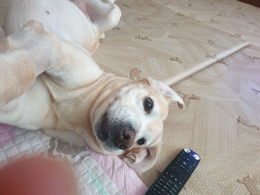 우리집 빙구 사진 모음._9.jpg