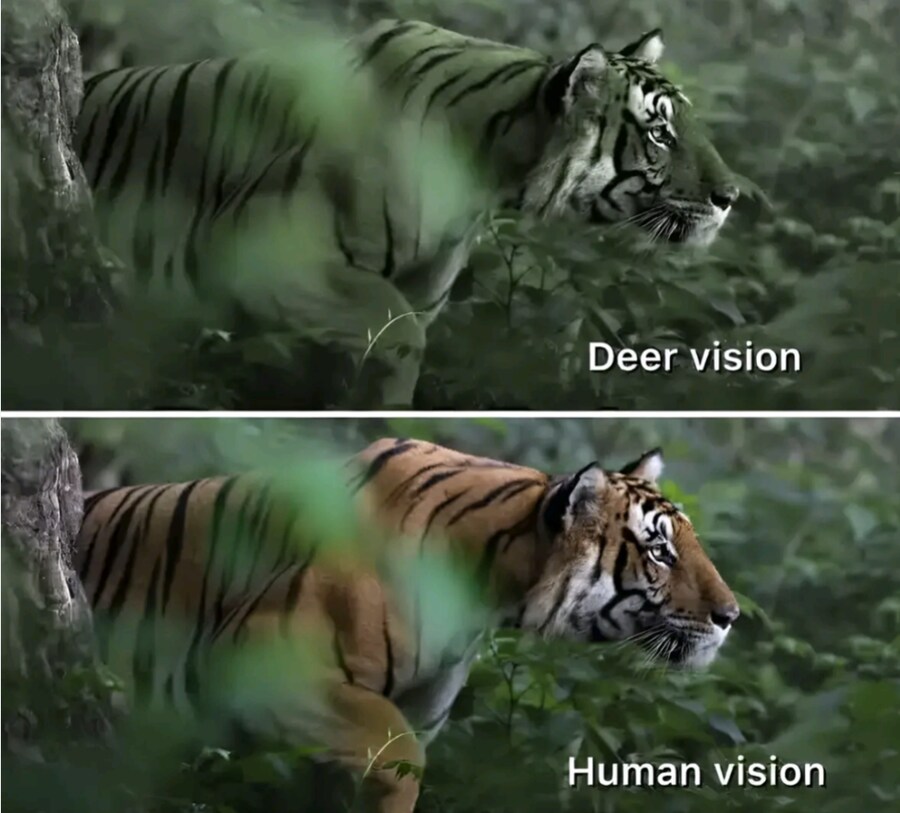 호랑이 주황색 너무 눈에 잘 띄는거 아님?_2.png