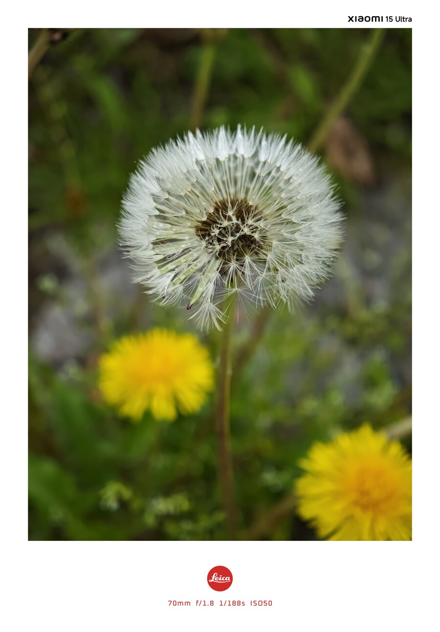 꽃 사진들 (스압)_4.jpg