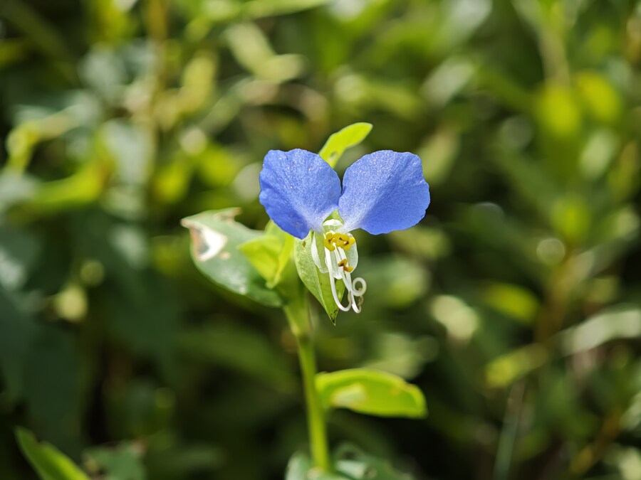 꽃 사진들 (스압)_7.jpg