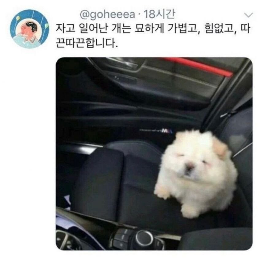 자고 일어난 강아지 특_1.jpg