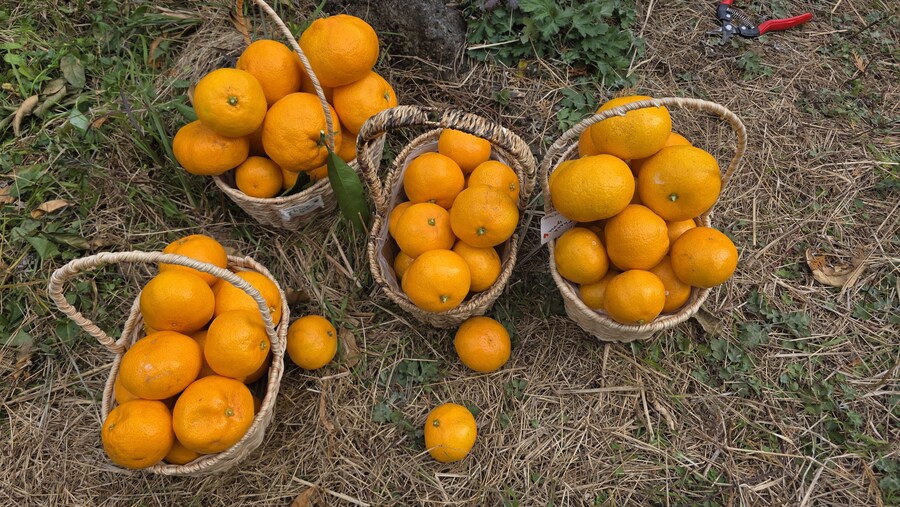 제주도) 서귀포 감귤체험카페 소금빵이랑 커피_6.jpg