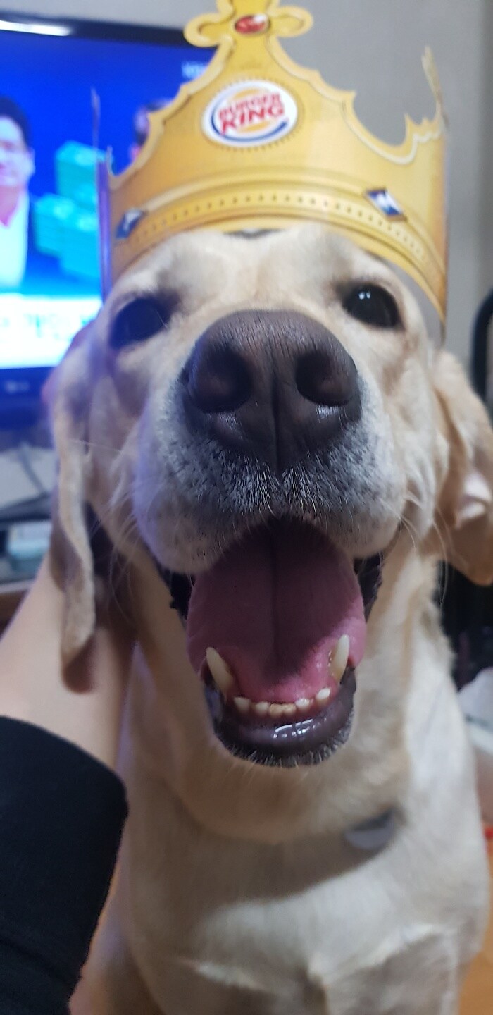 우리집 빙구 사진 모음._13.jpg