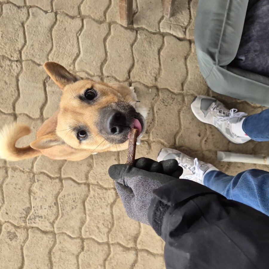 원조 오리지날 리얼 똥개_14.jpg