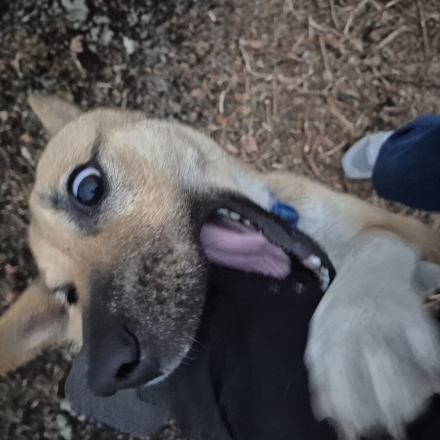 원조 오리지날 리얼 똥개_17.jpg