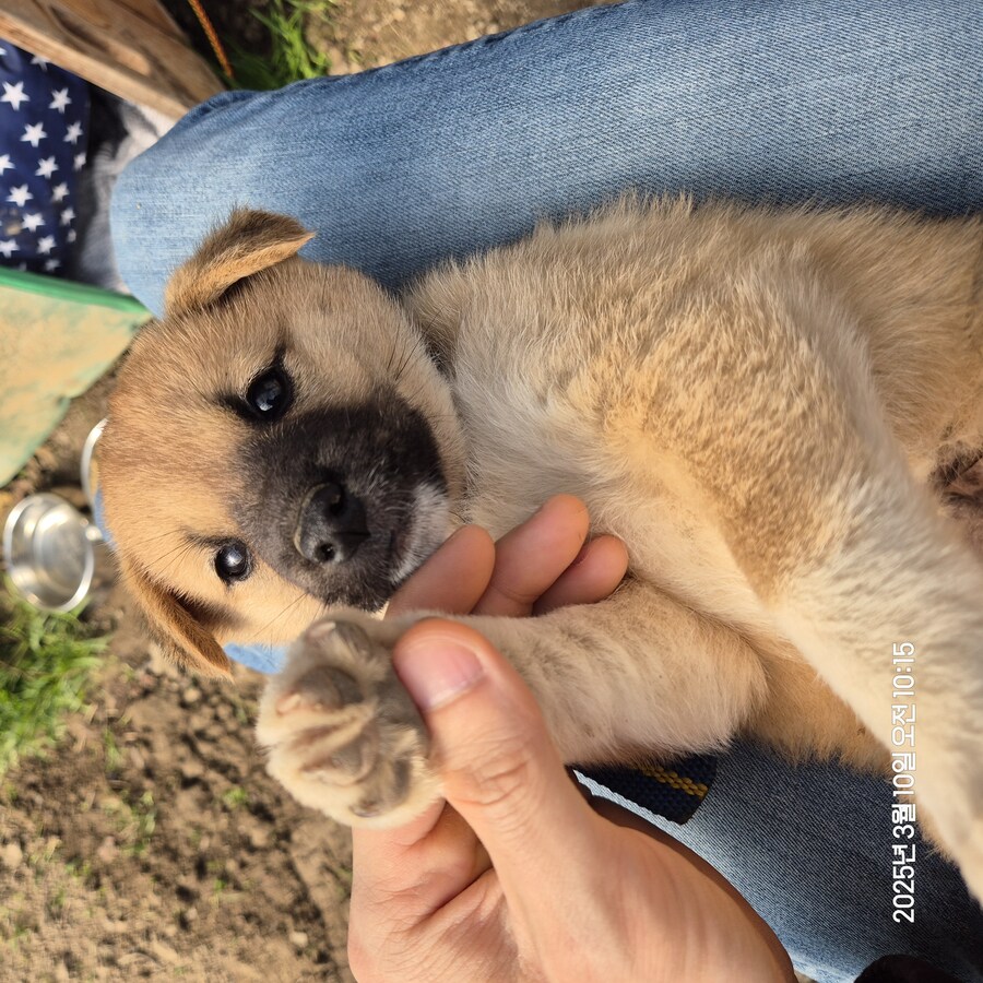 원조 오리지날 리얼 똥개_18.jpg