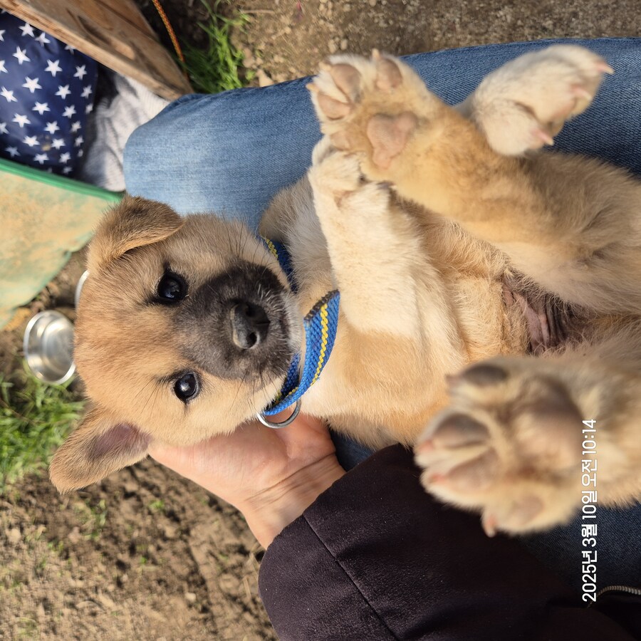 원조 오리지날 리얼 똥개_24.jpg