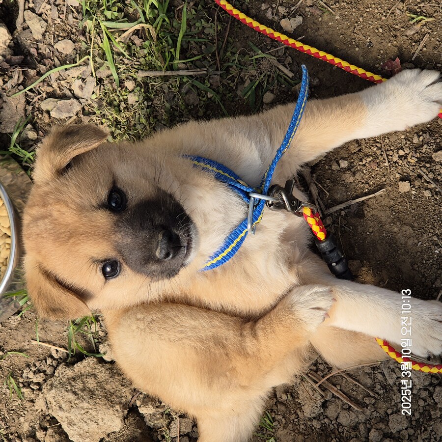 원조 오리지날 리얼 똥개_21.jpg