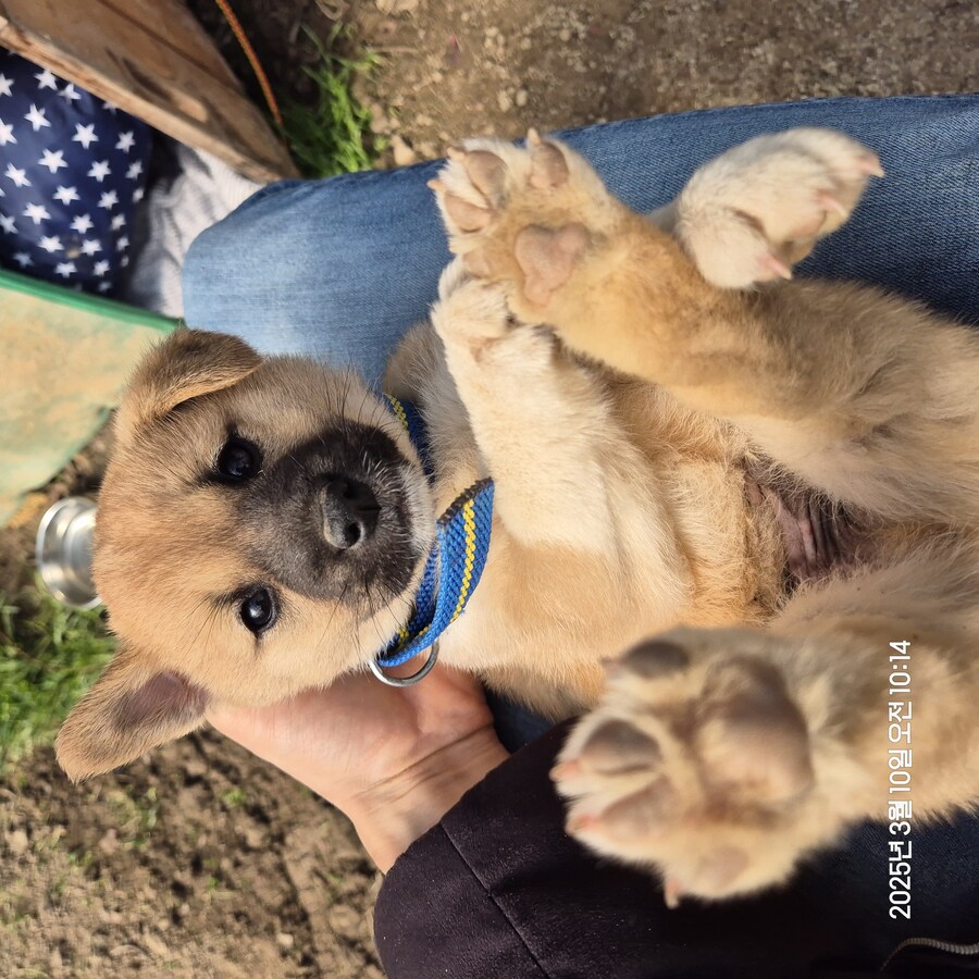 원조 오리지날 리얼 똥개_23.jpg