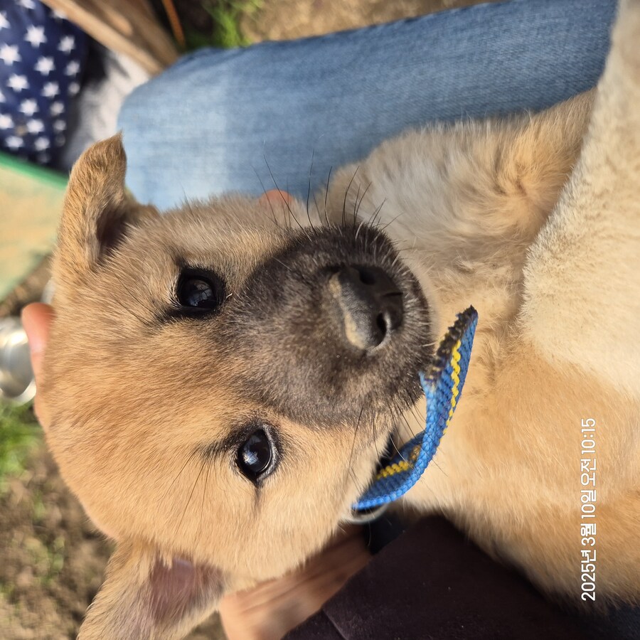 원조 오리지날 리얼 똥개_26.jpg