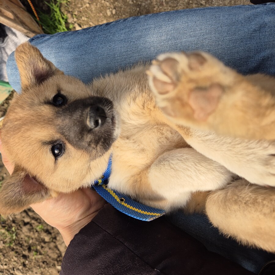 원조 오리지날 리얼 똥개_29.jpg