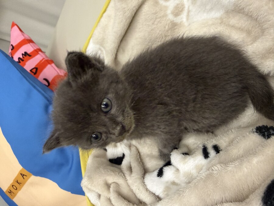 줍냥이 하쿠_1.jpg