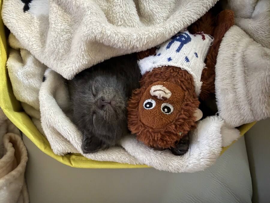 줍냥이 하쿠_2.jpg