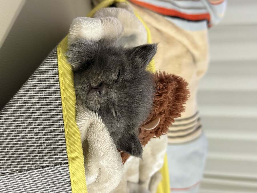 줍냥이 하쿠_3.jpg