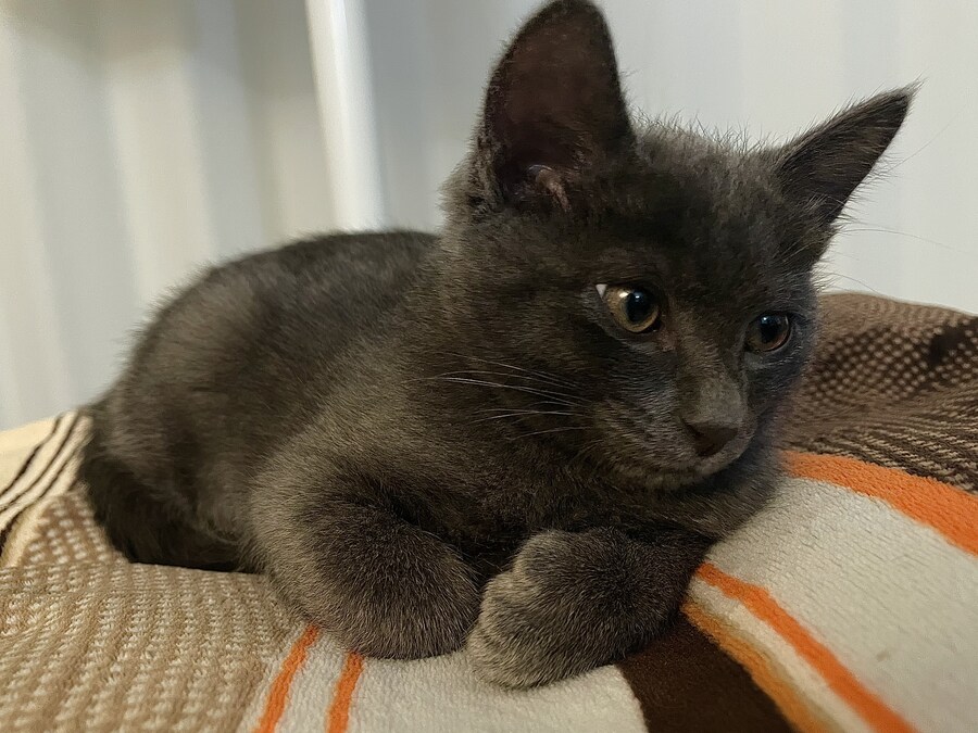 줍냥이 하쿠_10.jpg