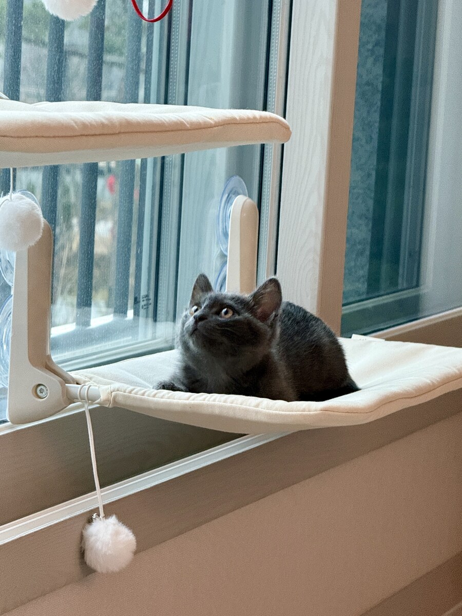 줍냥이 하쿠_14.jpg