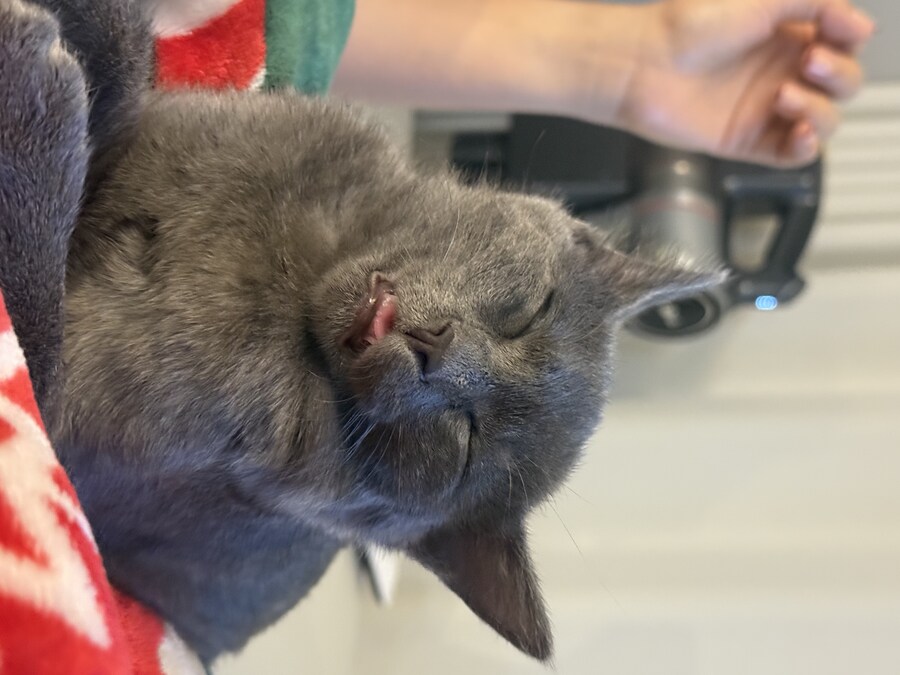 줍냥이 하쿠_20.jpg