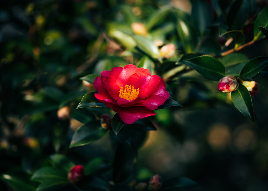 동백꽃 필무렵... 제주 덕덜생이_1.jpg