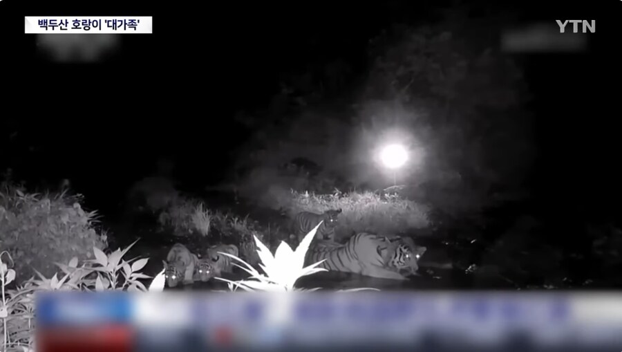 야생 백두산 호랑이 6마리 대가족 카메라에 첫 포착_2.png