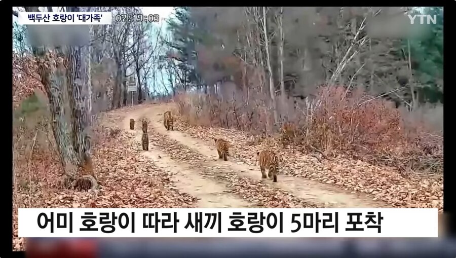 야생 백두산 호랑이 6마리 대가족 카메라에 첫 포착_3.png