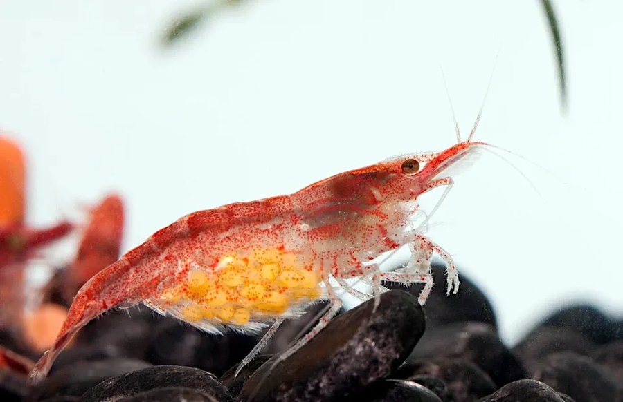 아직도 잘못아는 사람들이 많은 새우 관련 내용_1.webp