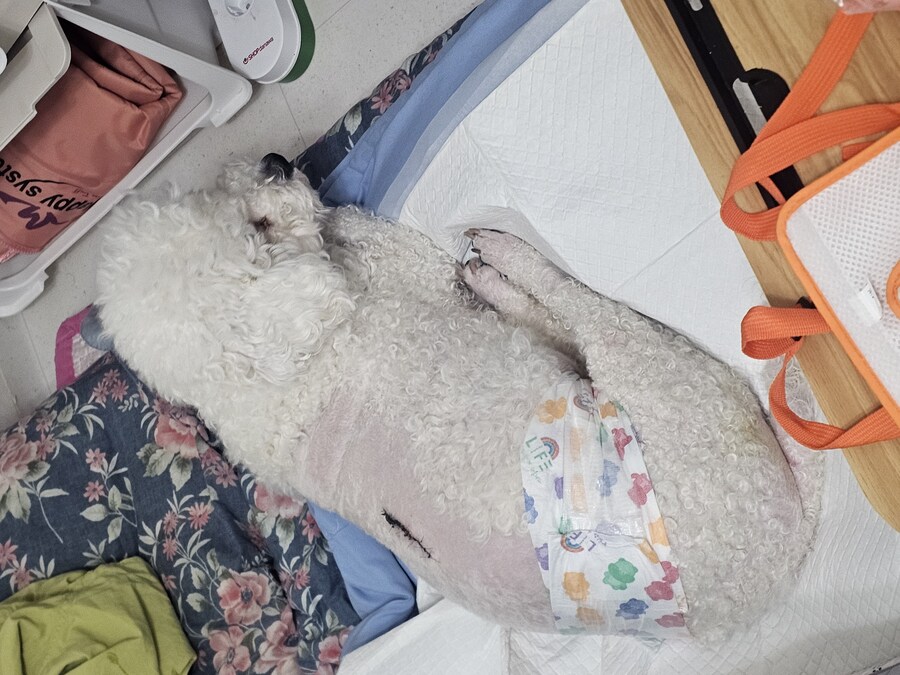 으 댕댕이 손마니가_1.jpg