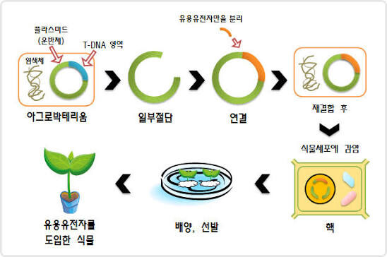 지금의 고구마를 만든 일등공신_1.jpg