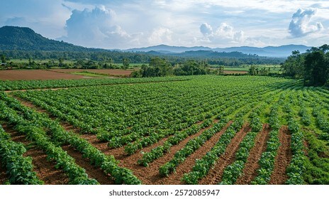 지금의 고구마를 만든 일등공신_2.jpg