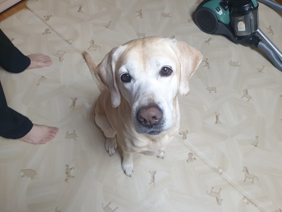 우리집 빙구 사진 모음._15.jpg