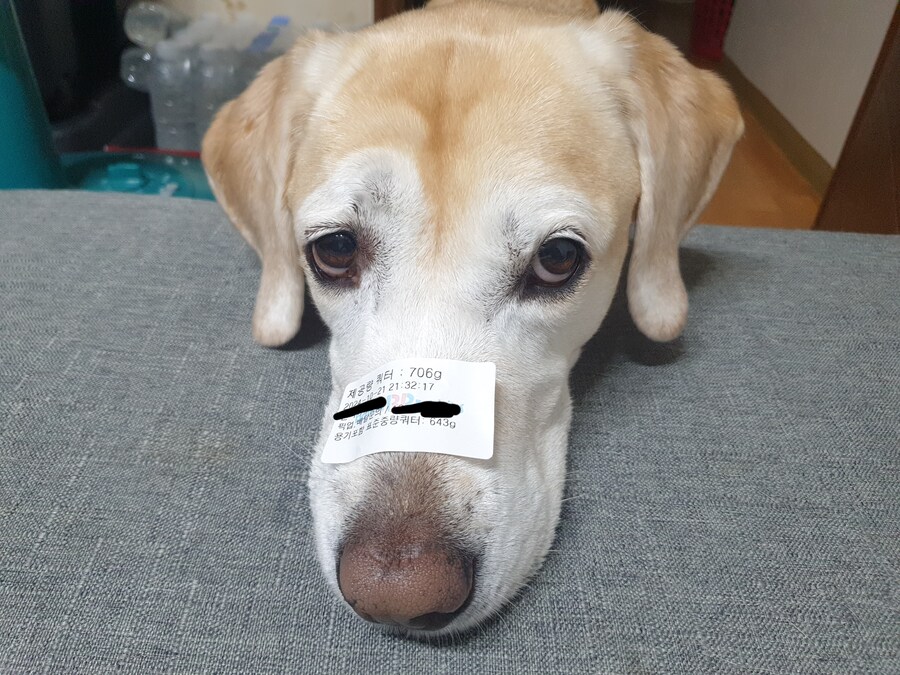 우리집 빙구 사진 모음._17.jpg