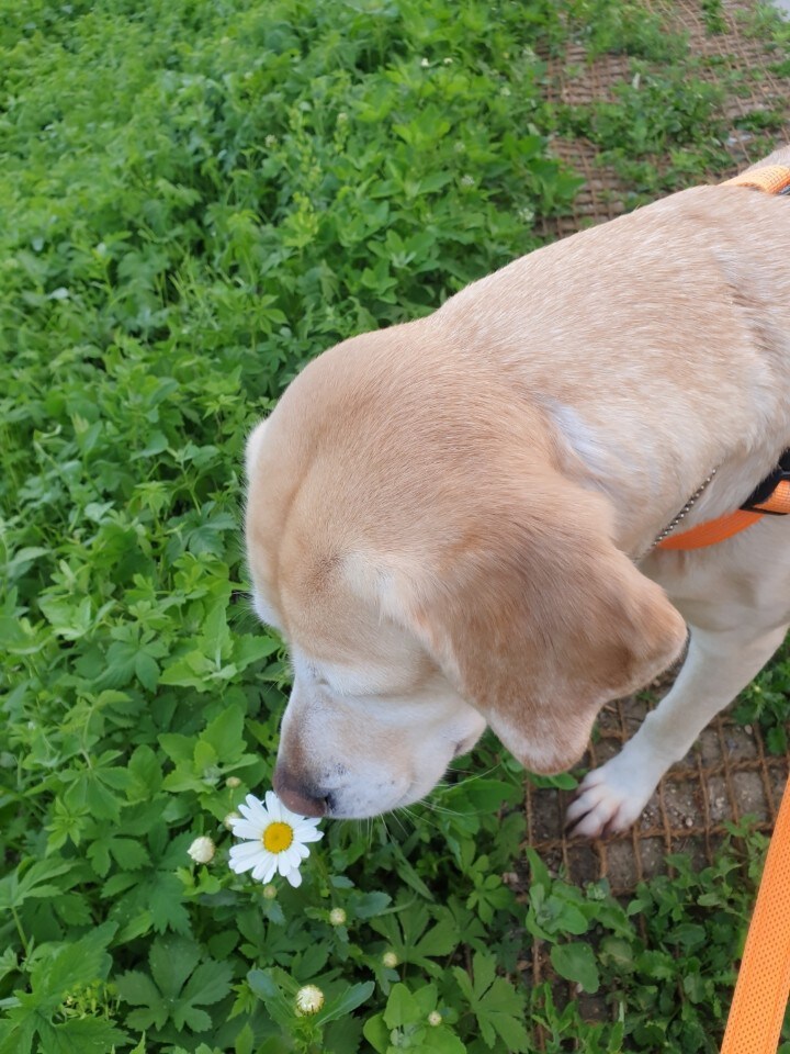 우리집 빙구 사진 모음._20.jpg