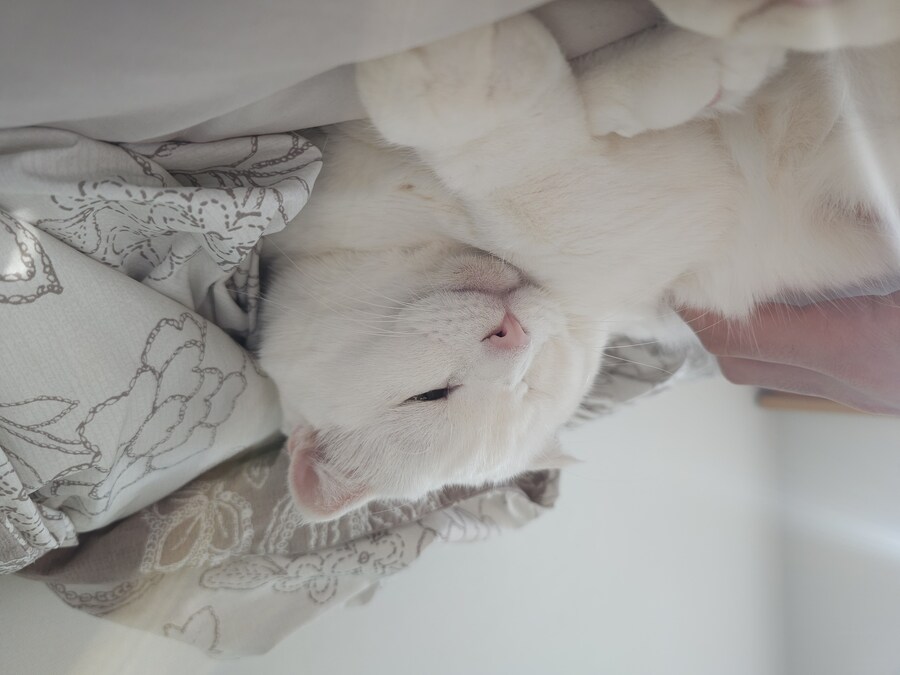 고양이랑 같이 누워있는중_2.jpg
