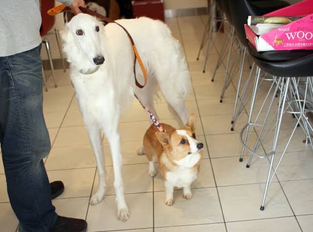 보르조이와 코기의 다리 길이 차이_1.jpg