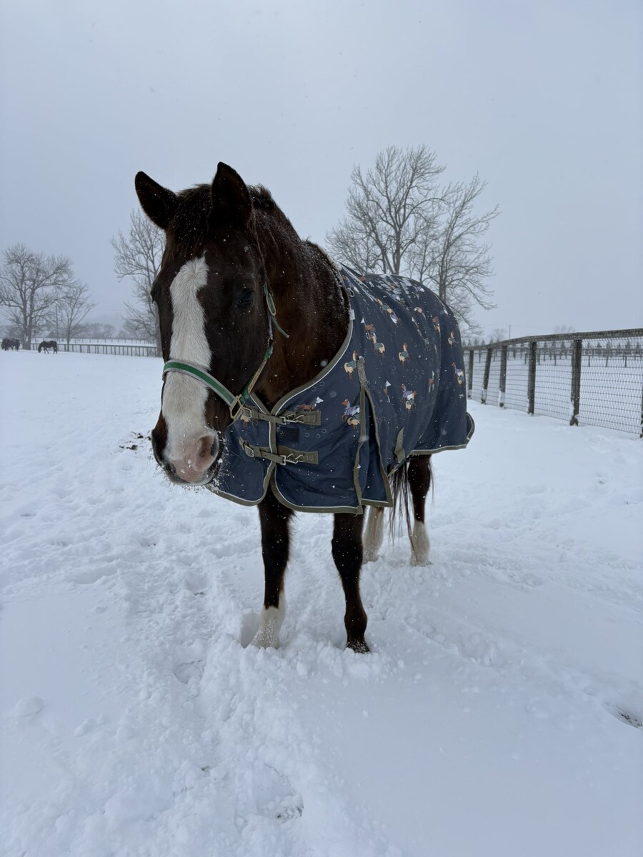 말딸) 도베르 근황.horse_3.jpg