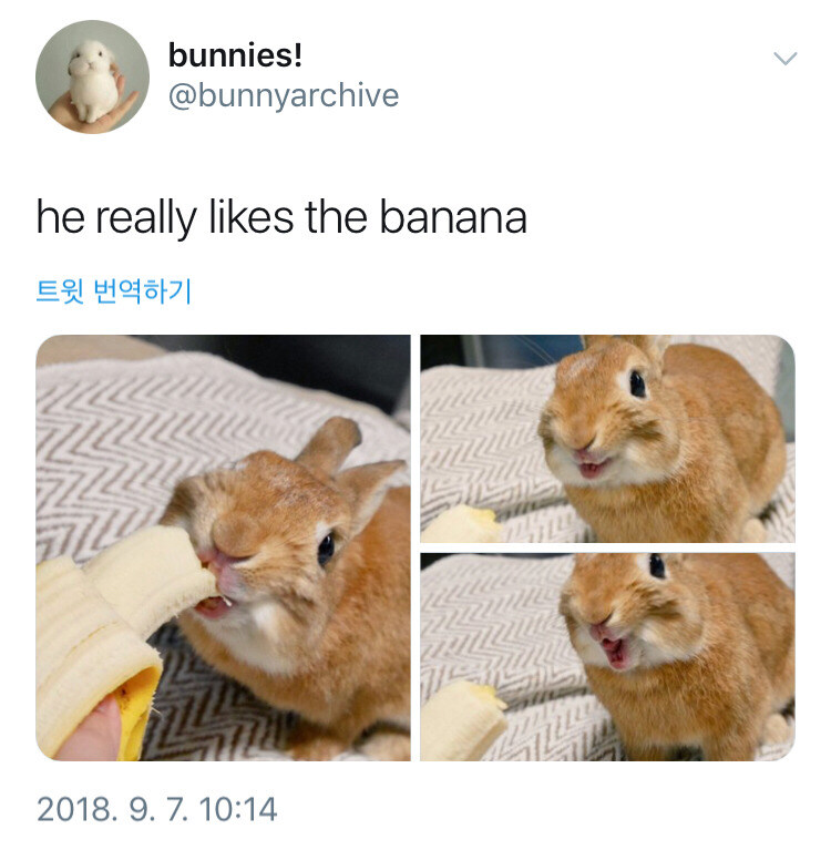 바나나를 맛 본 토끼.jpeg_1.jpg