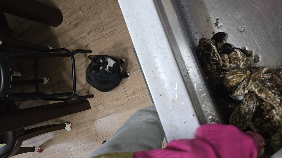 야옹이랑 먹는 석화가리비찜_7.jpg