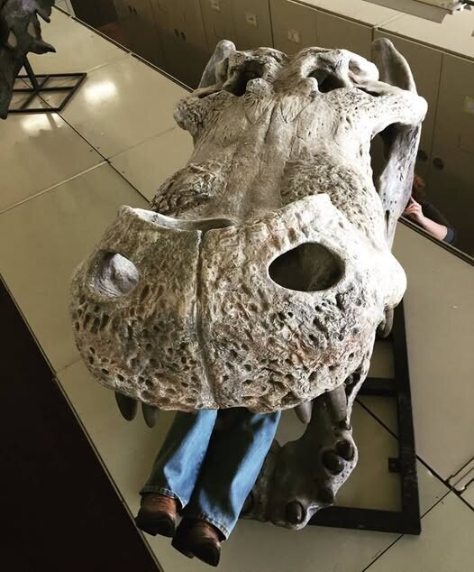 악어 업계 근황.jpg_3.jpg