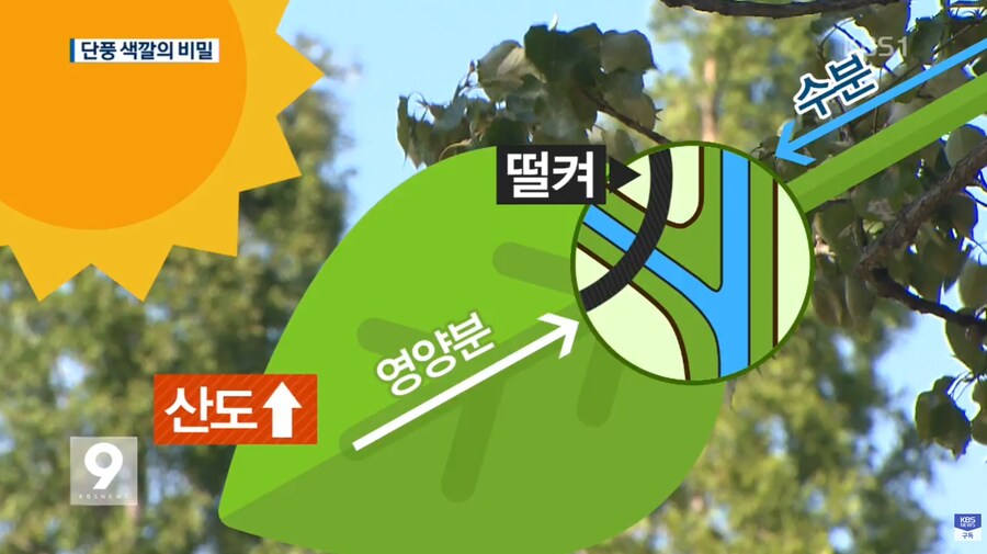 의외로 우리나라가 단풍 맛집이었네_8.png