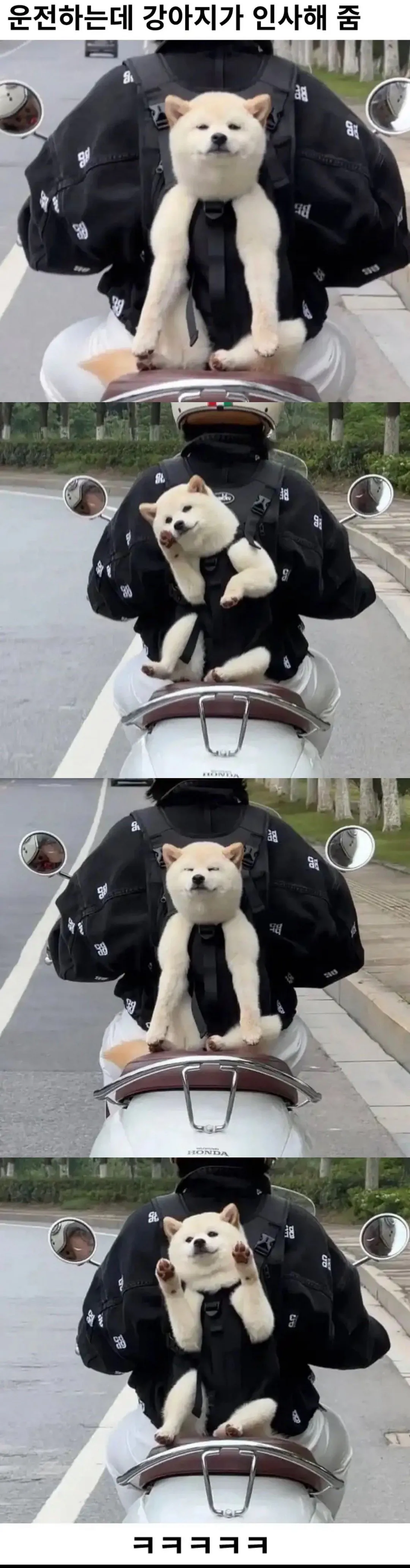 운전하는데 강아지가 인사해 줌_1.webp