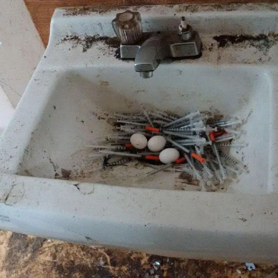 약한 비둘기 집_1.webp