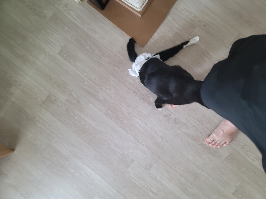 울집 고양이들_2.jpg