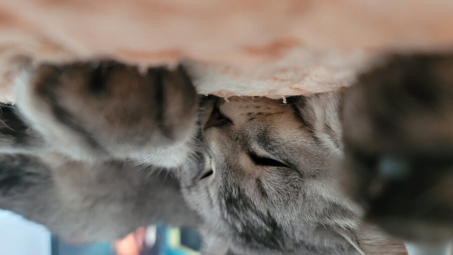 울집 고양이들_5.jpg