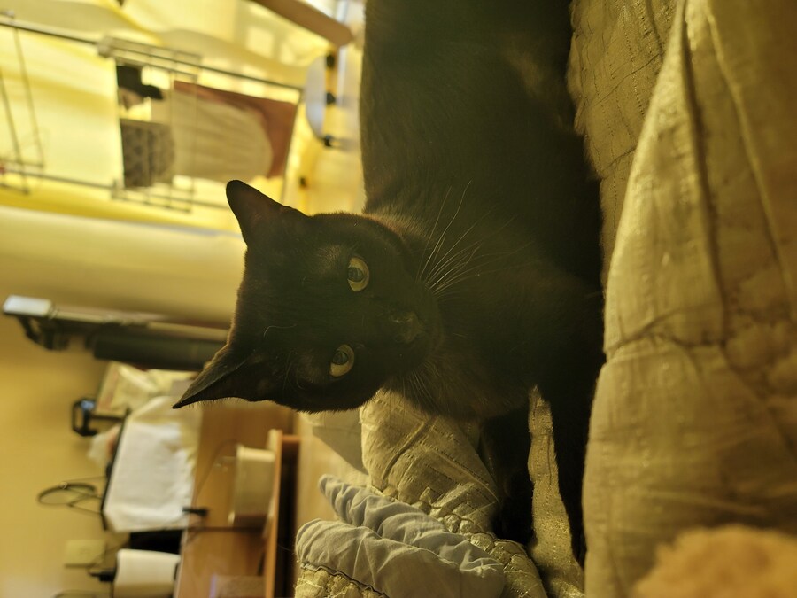 울집 고양이들_6.jpg