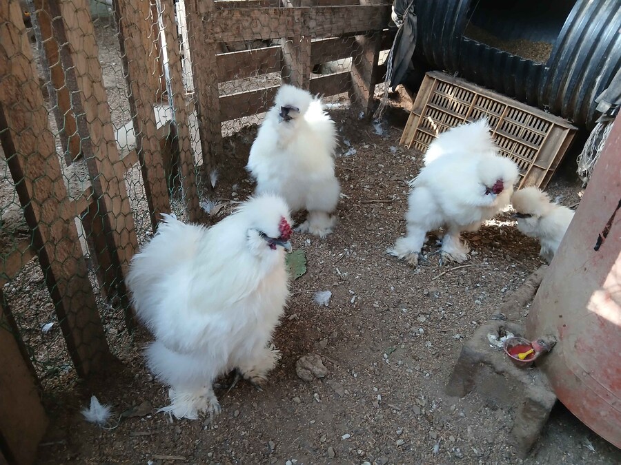 수녀님 몰래 큰 닭장 올려야지 (2트)_3.jpg