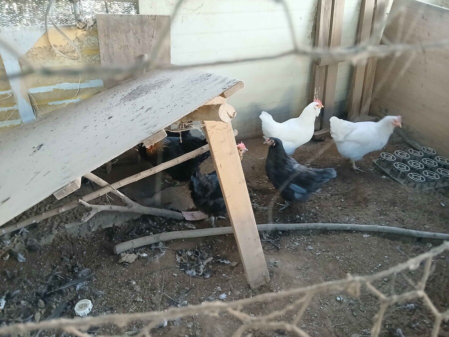 수녀님 몰래 큰 닭장 올려야지 (2트)_5.jpg