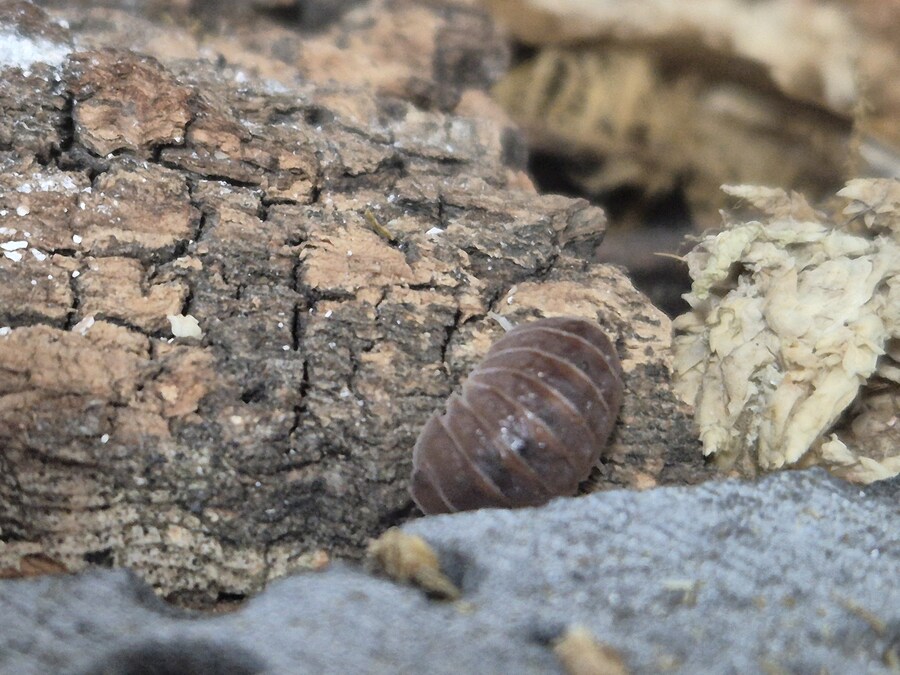 등각류)몬가 반들반들함._1.jpg