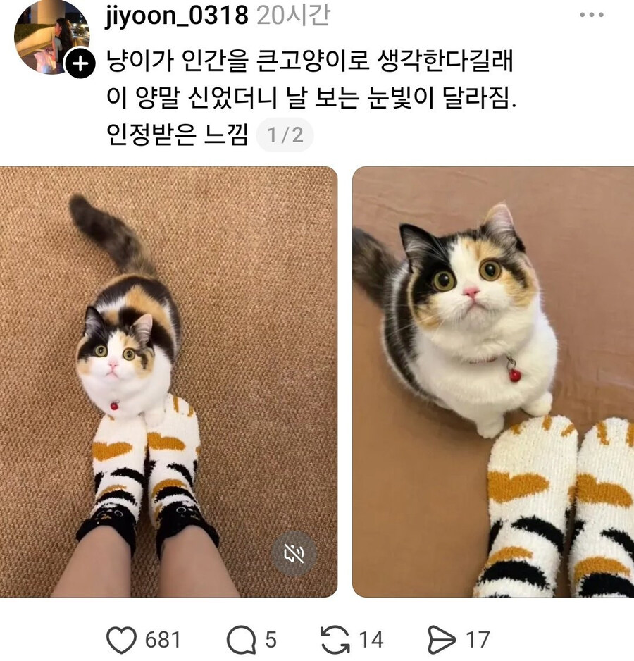 펌) 냥이가 인간을 큰 고양이로 생각한다길래_1.jpg