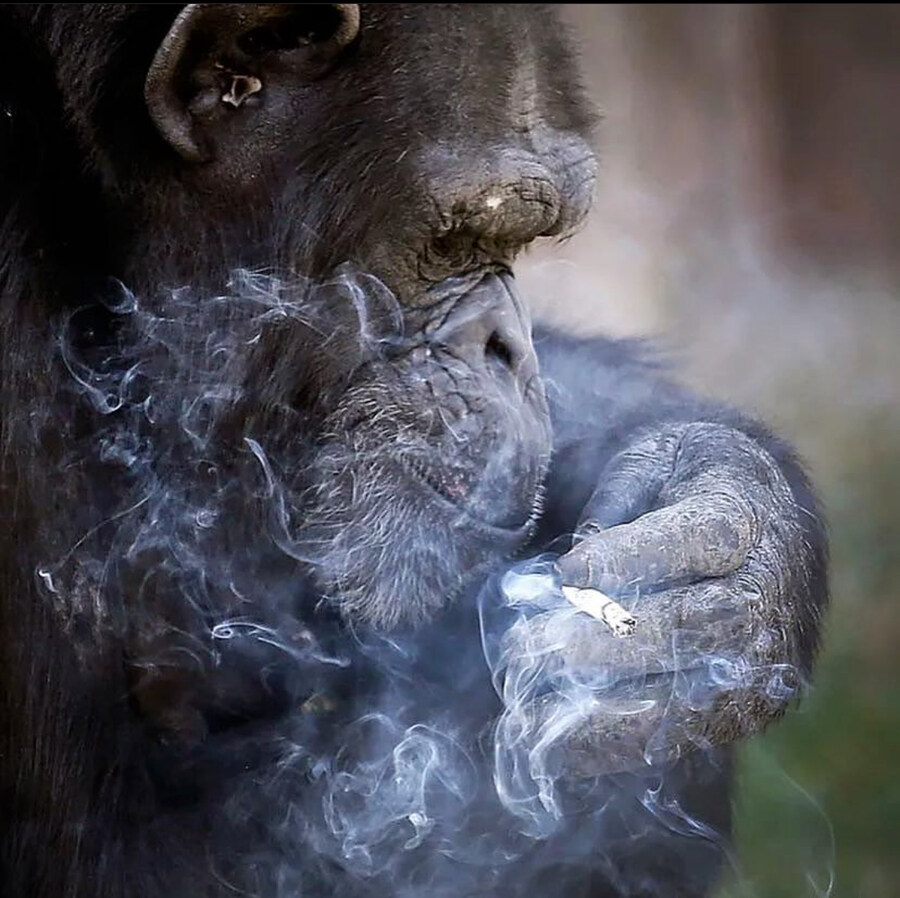 명조) 사실상 공식이 말아주는 스팀팩_7.jpg