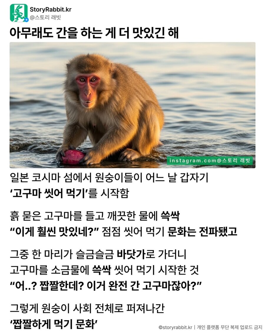 원숭이들 사이에 퍼진 고구마 유행.jpg_1.jpg