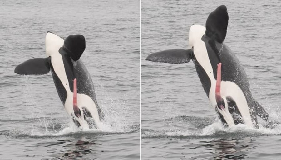 "혹시 대서양이 어느 방향인지 아시나요?"_2.jpg